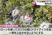 【悲報】繁殖抑制のためにカワウの巣にドライアイス投入へ