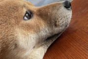 【画像】うちの犬、渋い。