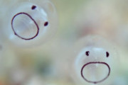 【画像】ホヤの赤ちゃんが?みたいな顔でかわいい