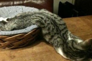 【ねこ画像】溶けてるｗｗｗ、おっどあい、こんなところにねこ！ ほか