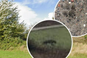 【UMA】イギリス北ウェールズに「謎の超巨大黒猫」が存在するらしい？ついに渦中の獣の姿を撮影成功か