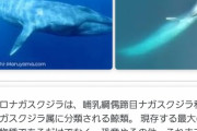 【朗報】「地球史上」最大の生物、シロナガスクジラだったｗｗｗｗｗｗｗｗｗｗ