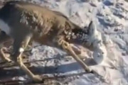 【動画】アメリカの鹿さん、顔面が凍ってしまう