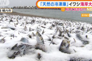 【画像】イワシさん、謎の大量死ｗｗｗｗｗｗ