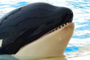 【朗報】シャチ、かわいすぎる………..