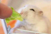 キャベツを見せただけでこの笑顔…　うれしそうに食べるハムスターが最強にかわいい！