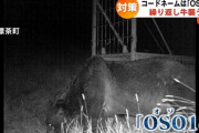【悲報】北海道最強のヒグマ『OSO18』が牛57頭を死傷させて、2年間逃走中、罠も一切効果なし