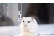 【悲報】可愛いハムスターちゃんが一瞬目を話した隙に……