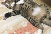 【ねこ画像】へそ天キジシロ、ベッドにもぐりこみ、ふかふかねこ ほか【再】
