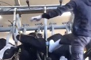 【動画】乳牛に蹴りや目潰し。島根の牧場で撮影された動物虐待動画が拡散される。