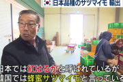 韓国人「韓国が無断で盗んだ日本のサツマイモ」
