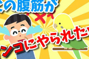 【2ch面白・ほのぼの】父の腹筋がインコにやられたｗ【ゆっくり】