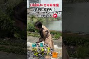 水面を真剣にのぞくきらりんこの動画は何も起きない5秒動画です‍️#竹内希来里のじもきら#竹内希来里 #じもきら #日向坂46