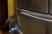 イヌが冷蔵庫の前にやってきた。暑い日はこれを食べるんだワン！ → 犬は自分でこうします…