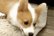 【GIF】犬さん、いくら何でも可愛過ぎる