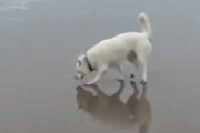 イヌと海にやってきた。砂浜を歩きだす → すると犬はこうなります…