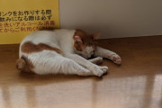 【画像】猫、寝てしまう…
