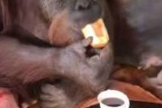【動画】オラウータンの食事風景が人間すぎる…