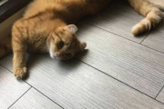 【ねこ画像】フサフサの立派なしっぽをお持ちの猫さん達…フワフワで思わず触ってしまいそうですwww