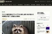 アメリカ都市部のアライグマがペット化、顔つきが変わり攻撃性が低下