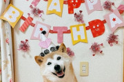 外国人「世界で最も有名なあの柴犬、16歳の誕生日を迎える！」