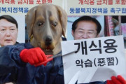 韓国政府「犬肉食用禁止の法制化、現実的に難しい」＝韓国の反応