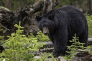 環境省、クマを「指定管理鳥獣」に追加　国の交付金を用いて捕獲できるように