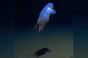 「ダンボ耳」のタコ、７０００ｍの海底で見つかる　過去最深記録