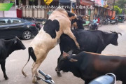 【画像】インドの路上、普通に性交してる人がいるｗｗｗｗｗｗｗｗｗ