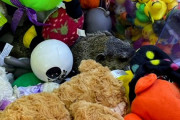 景品のぬいぐるみ？と思ったら本物だった！クレーンゲーム機の中にウッドチャックが紛れ込む