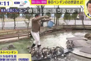【放送事故】ガチのマジでペンギンを踏みかけていた事が発覚