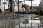 劣悪な状況にあったイスラエルの動物保護施設を丸ごと買い取った女性。収容されていた250匹以上犬全てが救われる