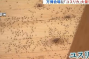 大阪万博さん　大量発生しているユスリカ対策に全力を出す←さすが維新の会