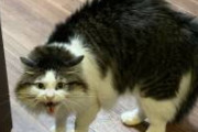 【画像】猫さん、ブチギレてても可愛いｗｗｗｗｗｗｗｗｗｗｗｗ