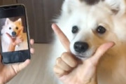 なんやこの犬ｗｗｗ写真と同じポーズをしてくれるワンコがめちゃんこ可愛いｗｗｗ