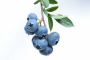 ブルーベリー「おーい、目にいいよ～w」←フルーツ界で天下取れない理由
