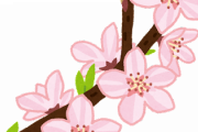 「桜・梅・桃」の見分け方、ガチで判明するｗｗｗｗｗ