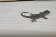 【画像】ワイの家にトカゲちゃんが出没する