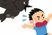 さっきカラスに襲われたんやけど次回のために対処法教えてくれ😭