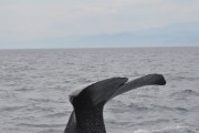 【注意】巨大クジラが千葉に漂着…爆発の危険性も