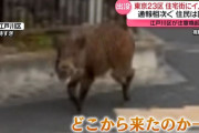 【注意】江戸川区でイノシシの目撃が相次いでいる模様
