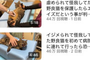 【朗報】もちまる日記さん、保護猫が加入し3匹体制へ