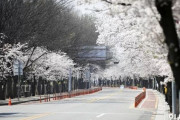 【朗報】韓国人「遂に韓国で『桜祭り』の開催が決定！」汝矣島の桜並木、3年ぶりに開かれる　韓国の反応