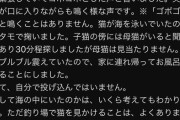 【朗報】「海に子猫ブン投げ疑惑」にブチギレ訴訟検討中の猫系YouTuber、『事の真相』を長文で公表。完全に嫌疑は晴れたなｗｗｗｗｗ