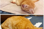 猫のビフォーアフターの写真っていいね 。元気に大きくなったんだねって胸がじーんとする