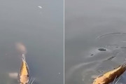 衝撃映像：中国の村で凄い顔をした人面鯉が見つかる！