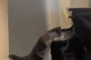 うちの猫がピアノを気にしていた。前足でそっと鍵盤に触る → 猫はこうなった…