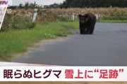【悲報】ヒグマさん雪が降っても冬眠する気配がない