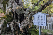 行ってよかった名所とか神社ある？