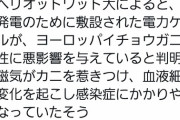 【悲報】人間が作った海底ケーブル、蟹さんにめちゃくちゃ迷惑をかけていた